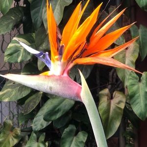 Meet your Posher, Estel